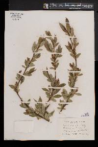 Salix lucida image