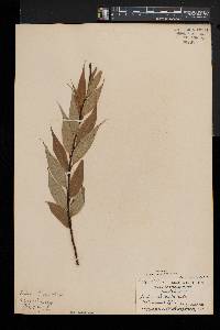 Salix lucida image