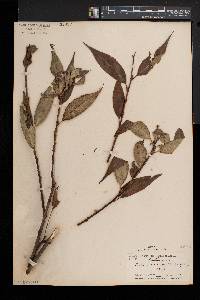 Salix lucida image