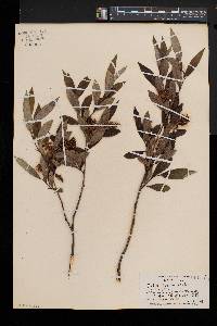 Salix lucida image