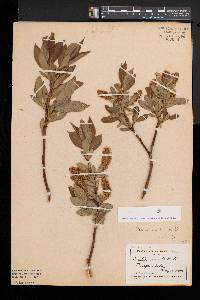 Salix lucida image