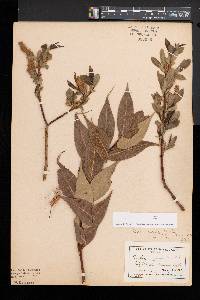 Salix lucida image