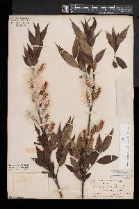 Salix lucida image