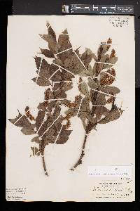 Salix lucida image