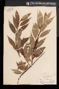 Salix lucida image