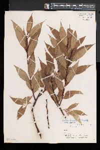 Salix lucida image