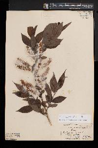 Salix lucida image