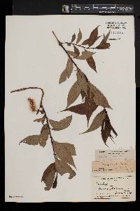 Salix lucida var. intonsa image