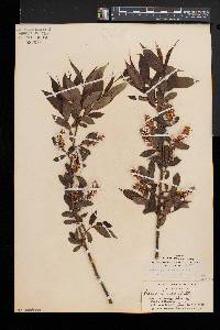 Salix lucida var. intonsa image