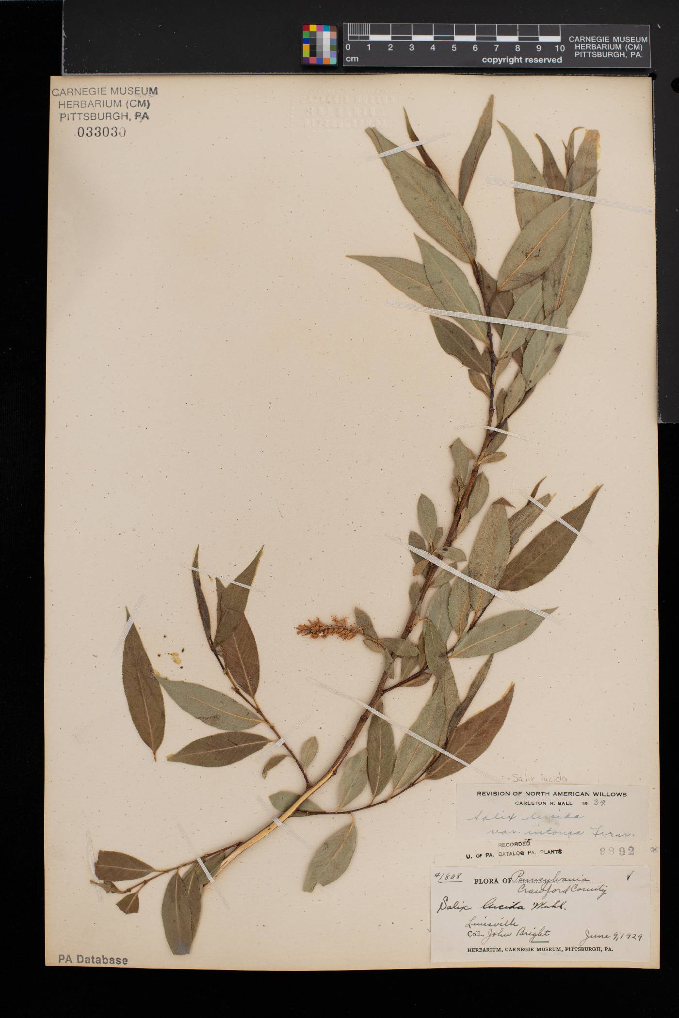 Salix lucida var. intonsa image