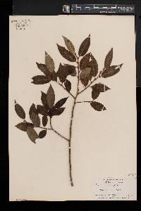 Salix lucida image