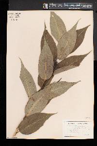 Salix lucida image