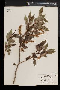 Salix lucida image