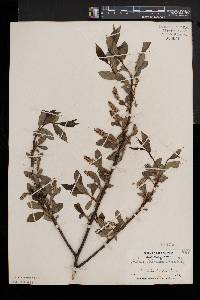 Salix lucida image