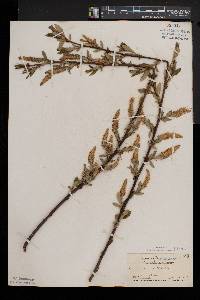 Salix lucida image