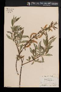 Salix lucida image