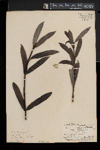 Salix purpurea image