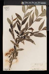 Salix serissima image