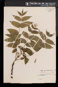 Juglans cinerea image