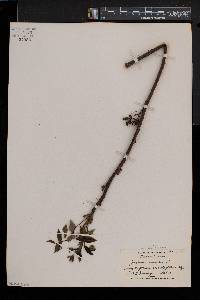 Juglans cinerea image