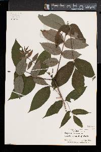 Juglans cinerea image