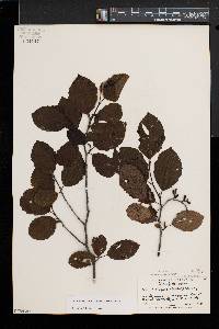 Alnus incana subsp. rugosa image