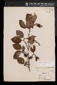 Alnus incana subsp. rugosa image