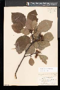 Alnus incana subsp. rugosa image