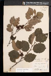 Alnus incana subsp. rugosa image