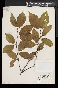 Betula alleghaniensis image