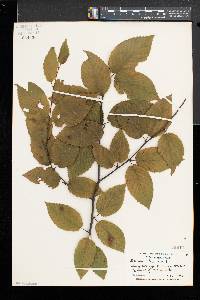 Betula alleghaniensis image