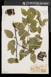 Betula alleghaniensis image