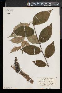 Betula alleghaniensis image