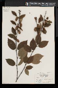 Betula alleghaniensis image