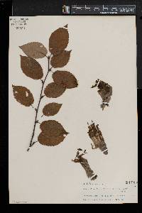 Betula alleghaniensis image