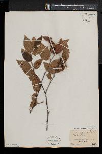 Betula alleghaniensis image