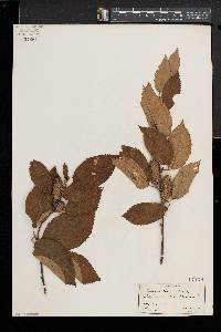 Betula alleghaniensis image