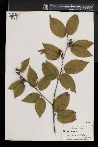 Betula alleghaniensis image