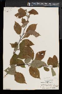 Betula alleghaniensis image