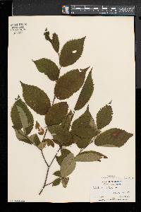 Betula alleghaniensis image