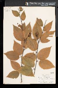 Betula alleghaniensis image