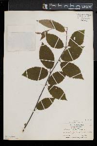 Betula alleghaniensis image