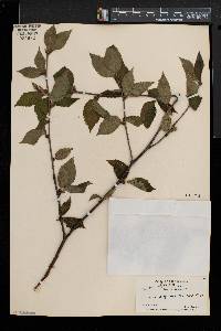 Betula alleghaniensis image