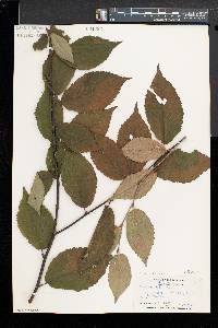 Betula alleghaniensis image