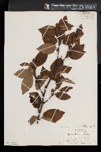 Betula alleghaniensis image