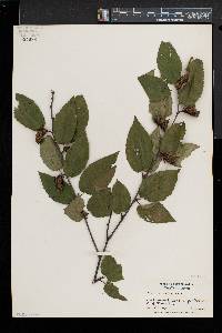 Betula alleghaniensis image