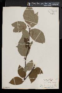 Betula alleghaniensis image