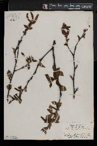 Betula alleghaniensis image