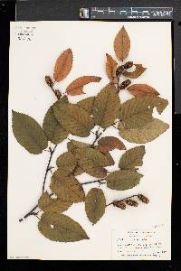 Betula alleghaniensis image