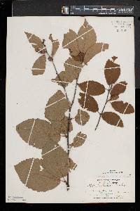 Betula alleghaniensis image